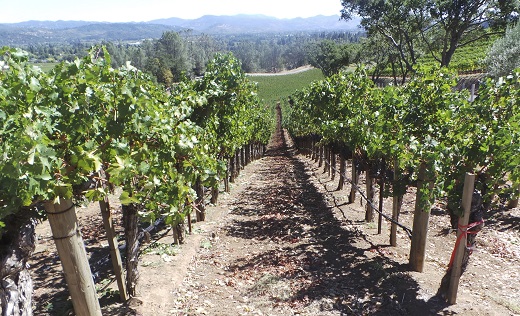 Seaver Vineyards - Team Diamond Mountain Cabernet