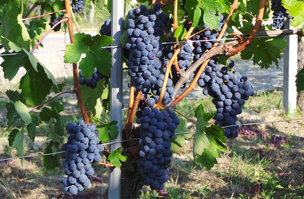 Cascina sot nga Cascina sot nga