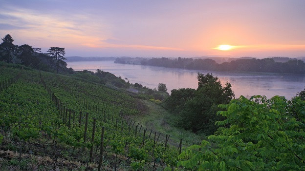 Focus On Loire Valley Chenin Blanc Dec 2014 Vinous