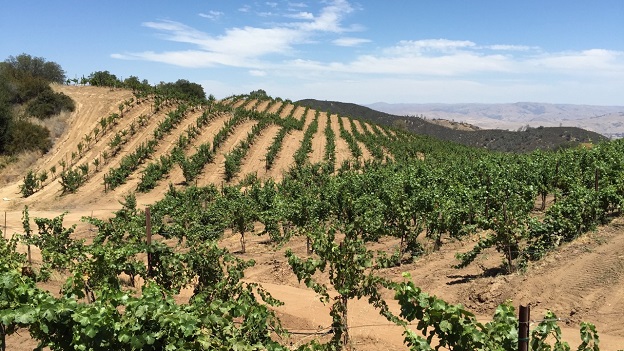 Calera Pinot Noir Jensen Vineyard - A Journey Through Time ...