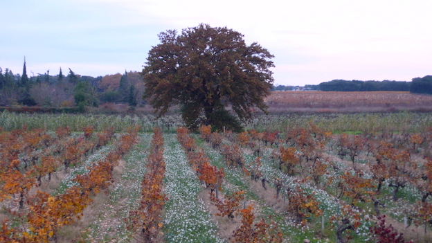 15 Chateauneuf Du Pape Power And Balance Mar 17 Vinous Explore All Things Wine