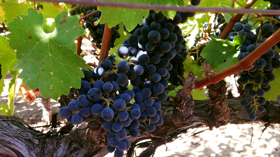 Seaver Vineyards - Team Diamond Mountain Cabernet