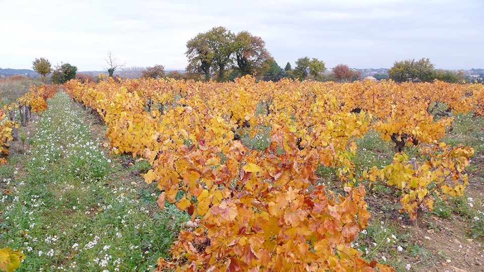 16 Chateauneuf Du Pape The Beat Goes On Jul 18 Vinous Explore All Things Wine