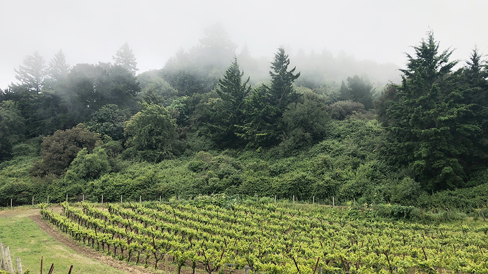 Santa Cruz Mountain Vineyard