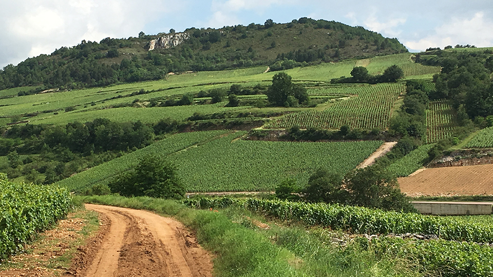 2016 White Burgundy Excellent But Complicated Sep 2018