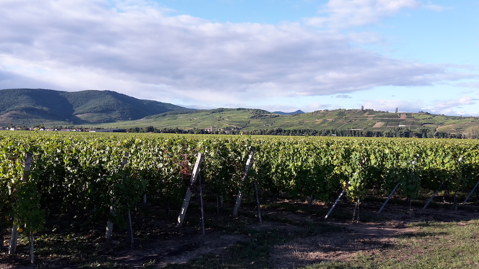 Albert Mann Gewurztraminer Furstentum 1993 2015 Oct 2018