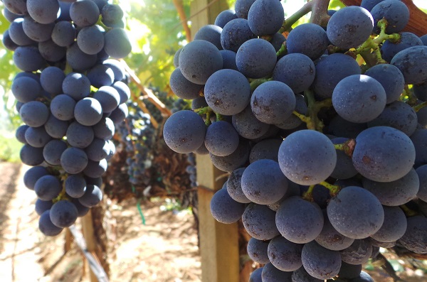 2013 Napa Valley: A First Look… (May 2014)