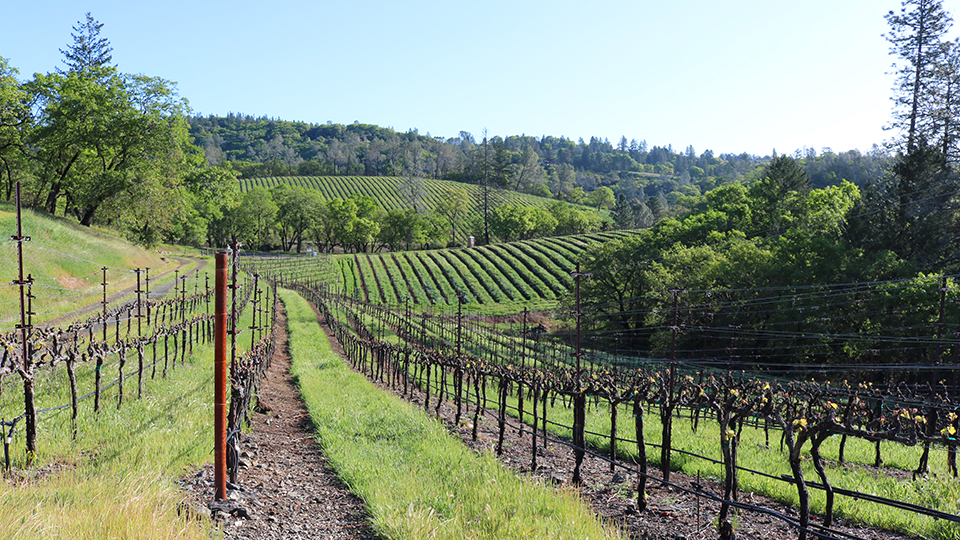 O’Shaughnessy Sauvignon Estate Howell Mountain 20002015 (Apr