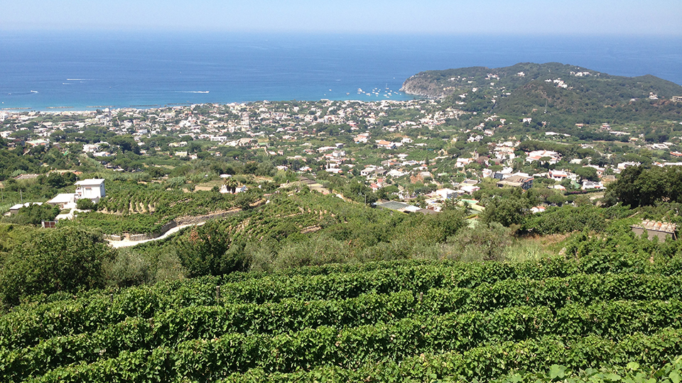 Campania More Than Just Fiano, Greco and Aglianico (Nov 2018) Vinous