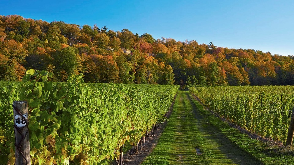 Cave Spring Cellars Riesling CSV Vineyard 19992016 (March 2019) Vinous Explore All Things Wine