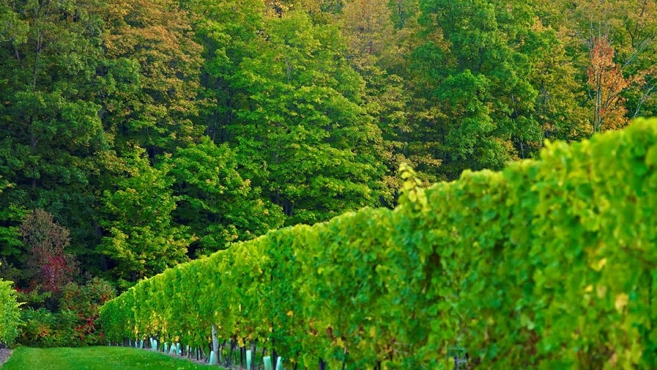 Cave Spring Cellars Riesling CSV Vineyard 1999-2016 (March 2019 ...